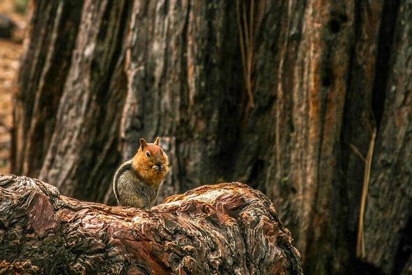 Chipper
Imagine standing quietly in a forest where the air is cool and earthy, and the towering redwoods stretch skyward like ancient sentinels. In the foreground, perched confidently on a burl is a chipmunk. She’s small, with a sleek body and a bushy tail curled slightly behind her. Her fur is a warm blend of browns and soft grays, with delicate stripes running down her back like brushstrokes.
She’s alert, eyes wide and glistening, as if caught mid-thought or mid-adventure. The background is softly blurred, a deliberate choice that makes the chipmunk pop visually while hinting at the massive redwood behind her. That contrast—tiny creature, monumental tree—evokes a sense of wonder and scale.