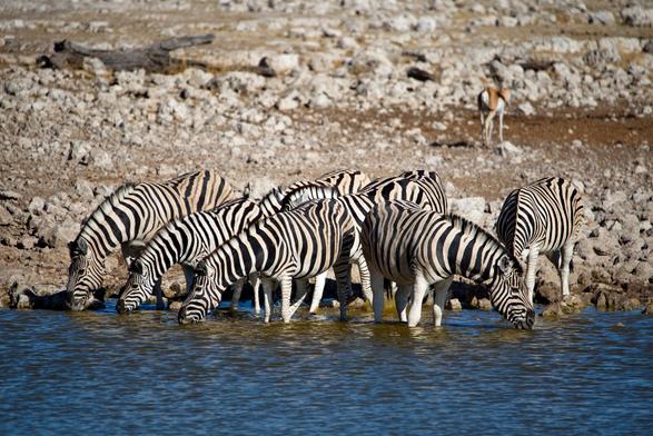 Herd of zebras drinking water from the pond