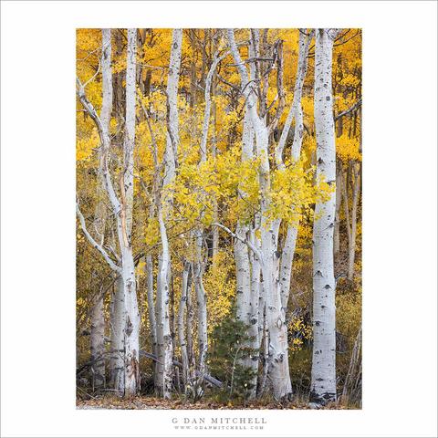 Sierra Nevada autumn aspen trees