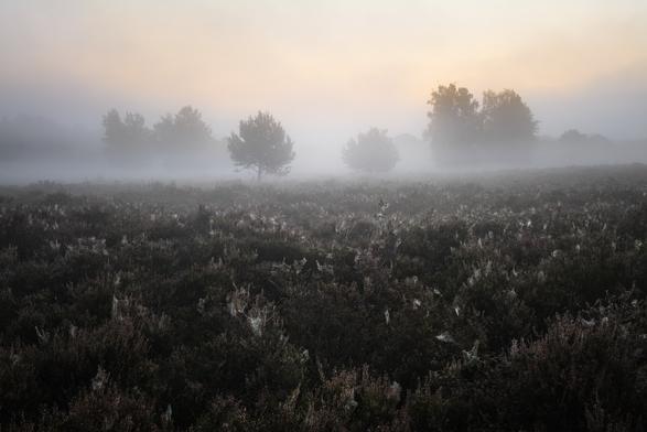 Eine frühmorgendliche Nebelstimmung über verblühter Heide mit Spinnennetzen und ein paar freistehenden Birken. Die Lichtstimmung ist insgesamt warm, aber fühlt sich trotzdem kühl an.