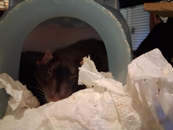 cute pet rat in a hammock, giving me the eye