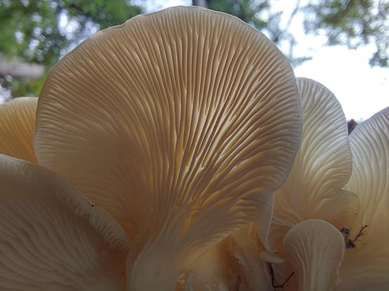 a personal favorite, oyster mushrooms as viewed from below, with sunlight filtering through their bodies as an angelic cream white color, and the gills taking on an almost "cave formation" quality