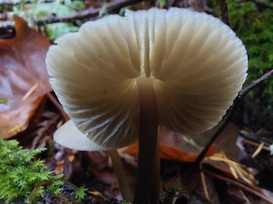 a ground-grown tiny mushroom, I believe an inky cap, its cap turned upward toward the viewer, more light coming through it near where the cap meets the stem, creating a dramatic light & shadow effect, surrounded by moss & leaves on the forest floor