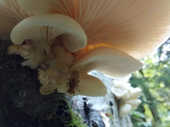 another cluster of oyster mushrooms this time viewed from the side, under which a bug of some sort has taken refuge from the rain, similar in size & shape to a fly but more brown in color