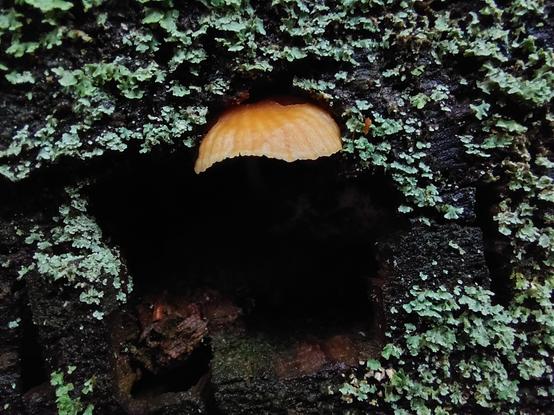 a lichen-covered end of a log, with a hole in the middle, from the top of which peeks out a golden tan mushroom, just its cap visible, almost seeming to hover over the void