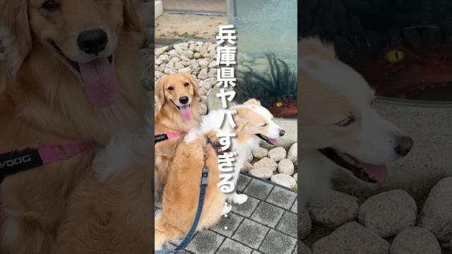驚いた時だけ動きがシンクロする犬が可愛い...【ボーダーコリー・ゴールデンレトリバー】
