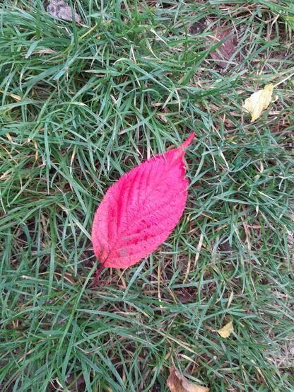 Knallrotes Herbstblatt auf grasgrüner Wiese
