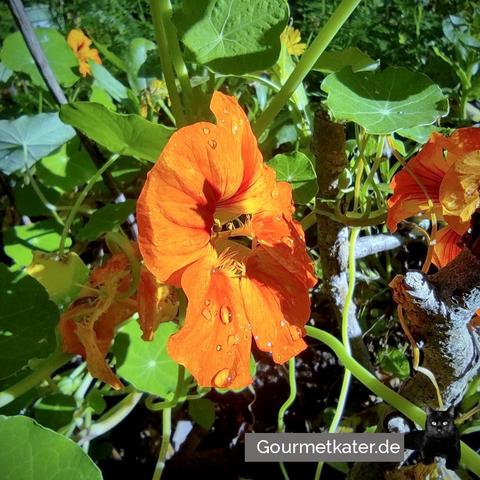 Blüte Kapuzinerkresse