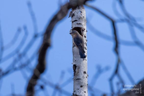 A somewhat gray-toned bluebird perches by a hole in a paper-barked birch tree.