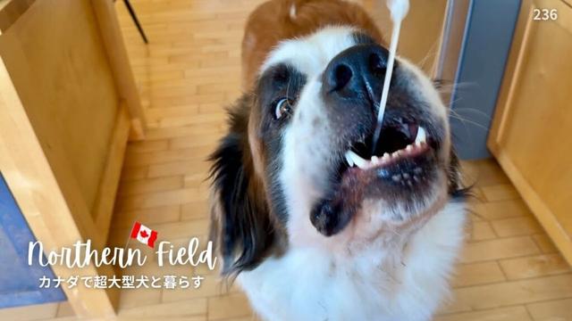 初雪／冬の始まり【超大型犬とカナダで田舎暮らし】