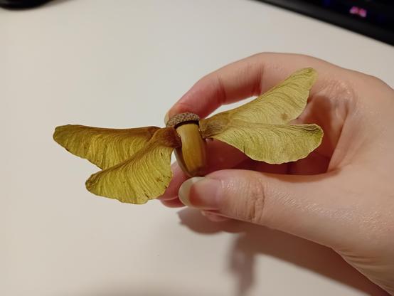 Two pairs of norway maple helicopter seeds hot glued to an acorn body, the helicopter seeds reminiscent of dragonfly wings.