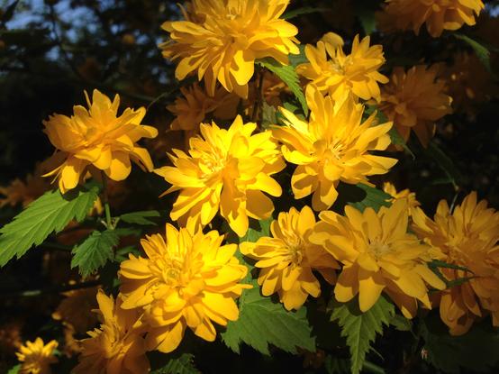 Gelbe Blüten eines Ranunkelstrauchs im April