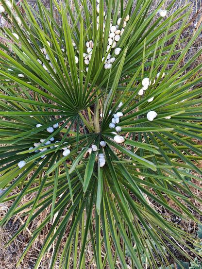 Lots of tiny white-shelled snails are clinging tight to the spears of a fan type palm. There are probably around a hundred. Their lack of colour obviously helps to some of the intense heating effect of the sun. Do the leaves themselves help with the cooling process? And why don't they crawl into the shade?