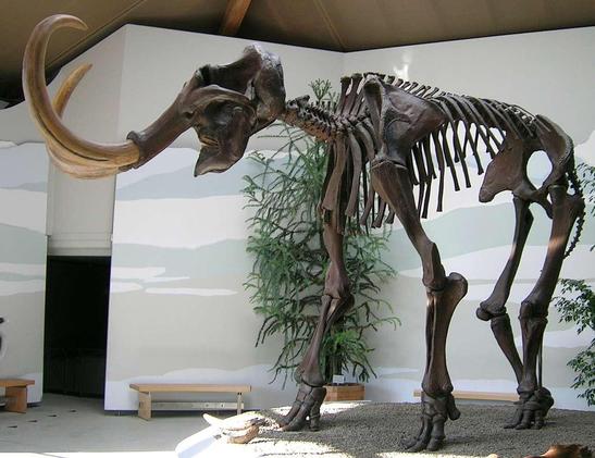 Largest European specimen, a male at Südostbayerisches Naturkunde- und Mammut-Museum, Siegsdorf