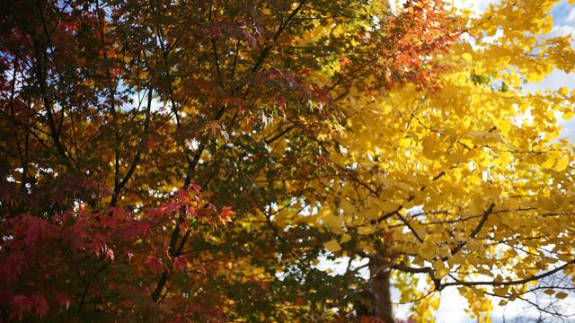 Kleiner Ahorn mit roten Blättern im Vordergrund, dahinter ein gelber Ginkgo