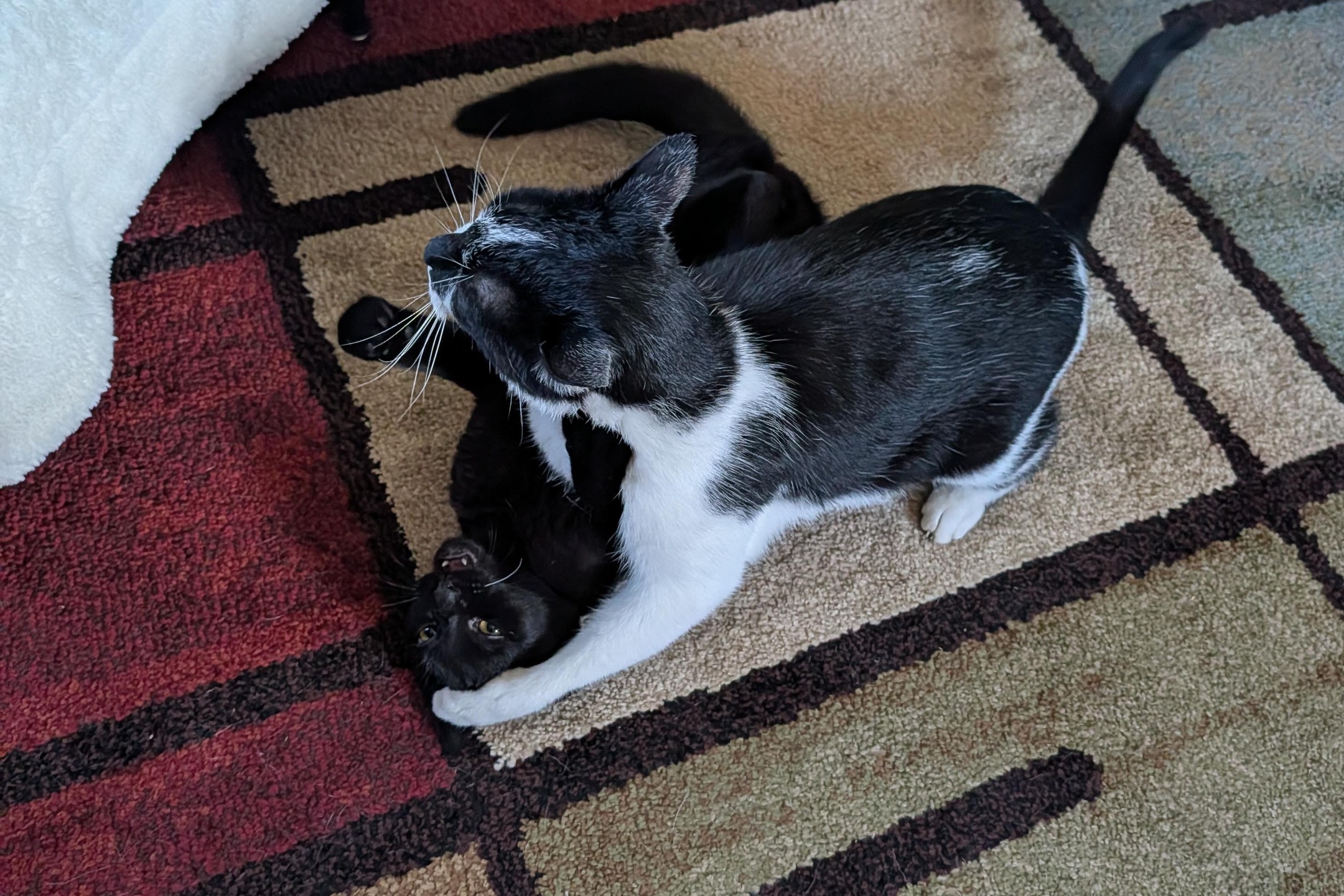 My cats Smudge and Saja a-tusslin' on my office carpet