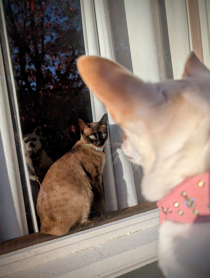 A former street cat with light grey eyes and a calico-looking coat sits on a window sill in the sun between some hanging drapes. In the foreground on the other side of the glass is a small white chihuahua with a pink collar being held up to see the cat, with her reflection visible in the glass. Neither seem particularly happy to see the other.