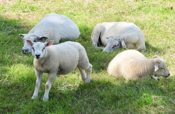Vier schapen in de schaduw, drie volwassen dieren liggen, de vierde een lam staat en was wel neiuwsgierig naar die tweebener met een raar zwart ding in de handen.