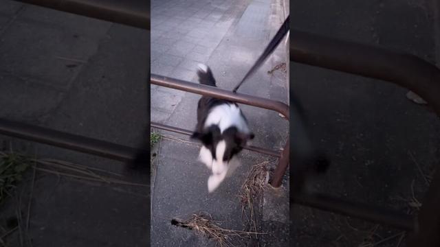 ボーダーコリーの身体能力がさすがだった✨#shorts #ボーダーコリー #bordercollie #犬 #犬のいる暮らし