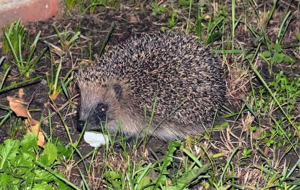 An adult European Hedgehog, Erinaceus europaeus, poses for the camera. It is exploring a very dodgy piece of lawn. There had been a lot of rain during the day, and so a variety of worms and slugs to be hunted.