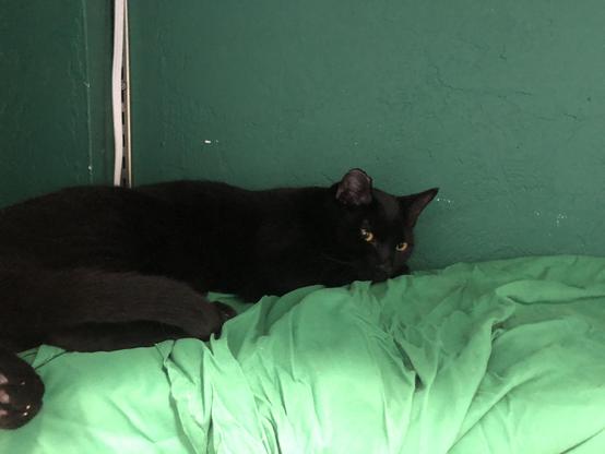 Waldo, a black kitty with yellow eyes and an ear tip, is lying on a green sheet on a shelf, waaaay back in the corner away from everyone.