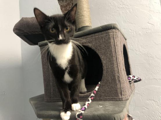 Alvin, a small tuxedo kitty (5 months old) is coming out of a little retreat in a cat tree. There's a fleece toy under his left paw, and he's looking at the camera. Yellow eyes, white spot on nose, white whiskers. Ridiculously cute, TBH.