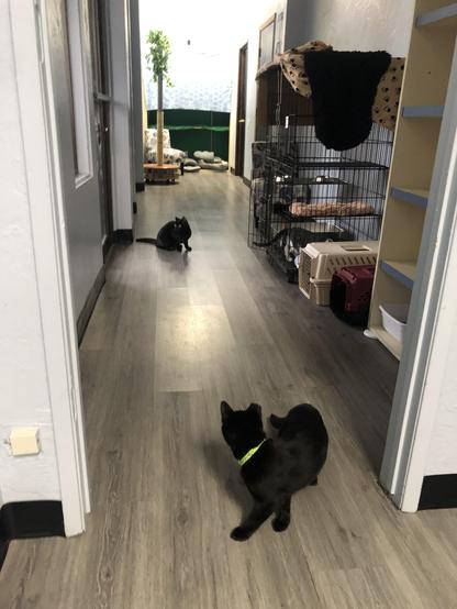 Down a hallway with a wood laminate floor and a cat condo to the right, one black kitty with a green collar is looking backward at a laser point, and another black kitty is on the floor nearer the background, looking forward at the laser.