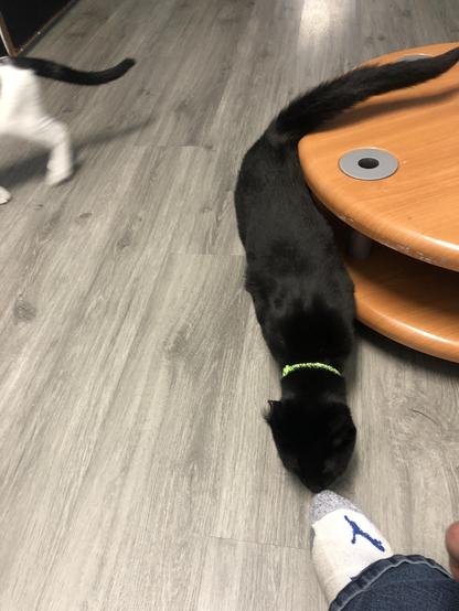 Harvey the black kitty with the green collar gets brave enough to sniff the Puma sock of a person wearing jeans (that would be me).