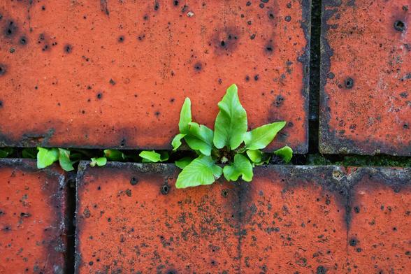 A close-up photograph of a young hart’s-tongue fern sprouting between the cracks of weathered, reddish-brown bricks. The fern’s bright green, tongue-shaped fronds contrast sharply with the aged, moss-spotted bricks, highlighting nature’s resilience and ability to flourish in unexpected places. The image captures the delicate yet determined growth of the fern amidst the urban environment.