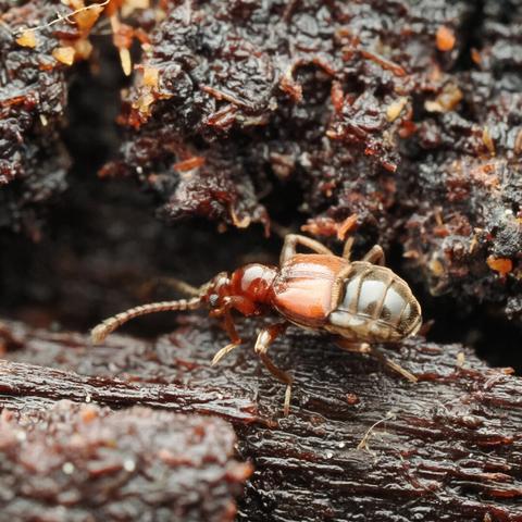 An extremely close-up photo of a little beetle with a black rear, a shiny read upper abdomen, and a reddish thorax and head, with moderately long antennae. It is walking around on decayed wood.