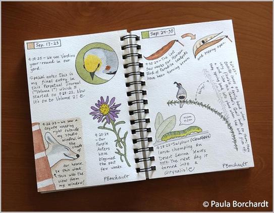 Double page spread in my Perpetual Journal showing my 2025 Perpetual Journal watercolor and pen art of a Verdin; my 2024 Perpetual Journal watercolor and pen art of a Purple Aster in bloom and Mexican Bird of Paradise seedpods; my 2023 Perpetual Journal watercolor and pen art of a Coyote napping right outside my window and a Gambel's Quail on an Ocotillo cane; and my 2022 Perpetual Journal watercolor and pen art of a Cloudless Sulphur caterpillar on a Desert Senna, all in Tucson, AZ.