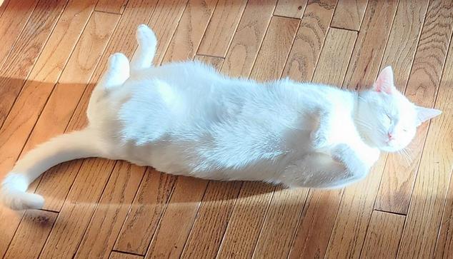 Casper, the all white cat, is lying on his back in a small patch of sun on the hardwood floor. His eyes are closed, and his paws are sticking up in the air, although the front pair are leaning one way and the back in the opposite direction.