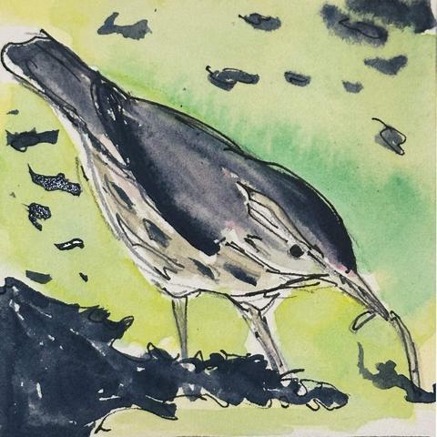 A thrush with a dark gray head and back and a tan underside with brown spots leans forward to watch a worm.