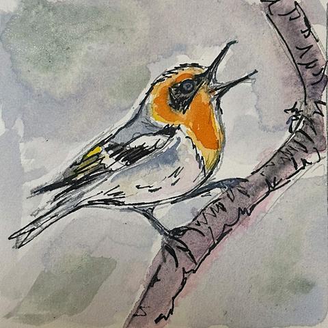 A gray bird with orange throat and head and a black mask around its eyes. It's wings are black and white with a little bit of yellow. It's mouth is open, mid chirp.