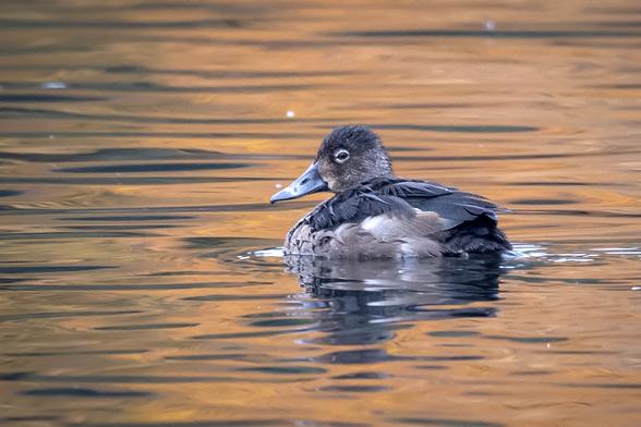 A Ring-necked Duck on the water pretending to be a Redhead Duck
