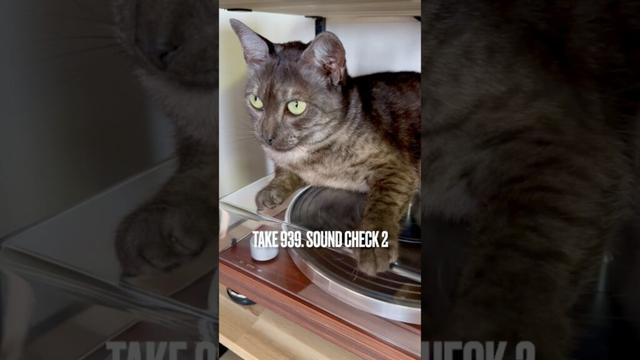#サウンドチェック中 #soundcheck #洋楽が好き #egyptianmaucat #エジプシャンマウ #エジプシャンマウスモーク #エジプシャンマウの仲間たち #shorts