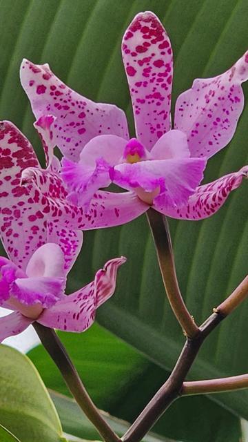 Flower of a Cattleya Orchid. Flowers have lighter pink petals with dark purple dots that are smaller towards bottom of the petal and getting larger and tighter as they go towards tip.