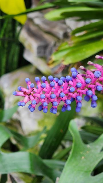 Photo of a flower of matchstick bromeliad. flower has long pink stem with little flowers arranged radially along the stem. each small flower has pink stem with purple tip that looks like head of a matchstick.