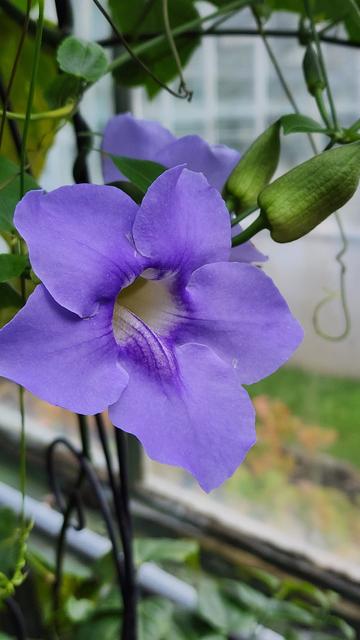 Flower of a bengal clock vine aka Thunbergia Grandiflora. Flower is deep cup shaped with tips of petals purple in color and interior of cup is yellow.
