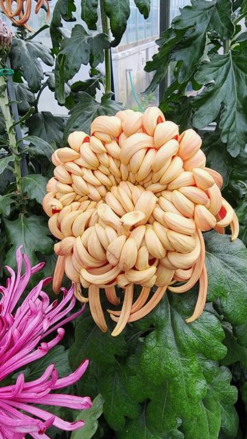 photo of a bloom on Chrysanthemum Morifolium. flower is pale yellow colored and has lot of petals tightsly curled together to form a tight ball. The way petals are curled makes them look like a bunch of bananas, except these petals are lighter n color than bright yellow of bananas.