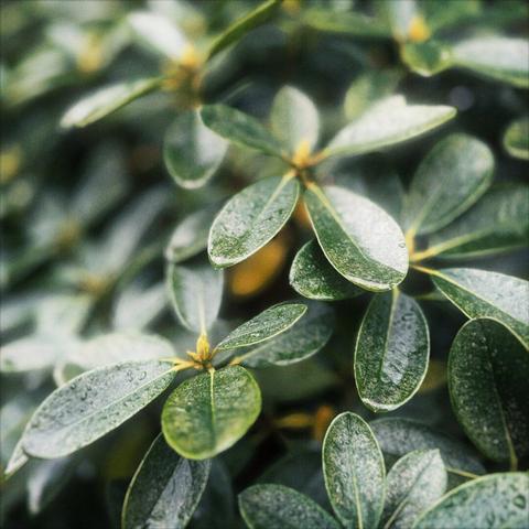 Rhododendron leaves gleam under rain droplets on a cloudy day.