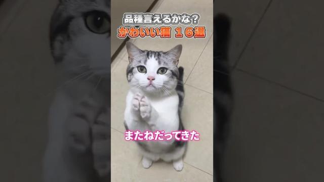 猫の種類を当てられる？可愛い猫の16種集めました