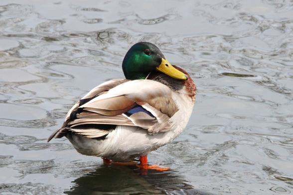 Photograph of a male mallard with its head tucked down forming a roundish sphere, standing in shallow water.