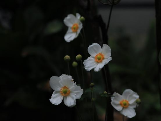 Four Japanese anemone flowers are blooming in the cloudy morning light. Their white petals and orange stamens are standing out against the dim background.