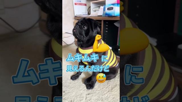 【パグ】ミツバチ服がまさかのレスリングウェアに！？なってしまった黒パグがこちら😂　#shorts