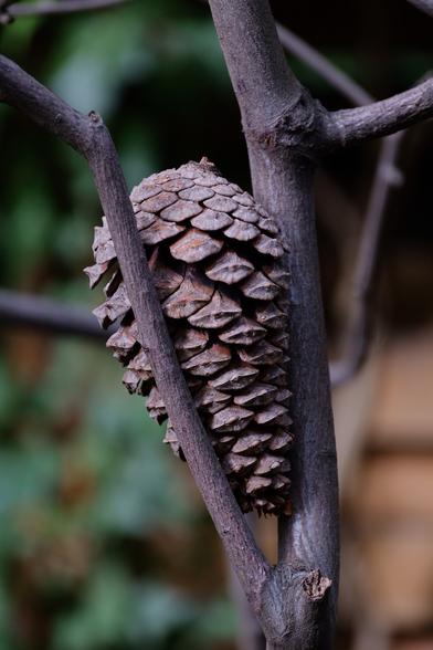 A full-frame shot of a pine cone stuck in a crotch in a tree branch. The fork fits perfectly around the shape of the cone. Unfortunately, it is unknown whether it fell into the fork by chance or was placed there. The background are soft out of focus leaves and planks from a wooden hut.