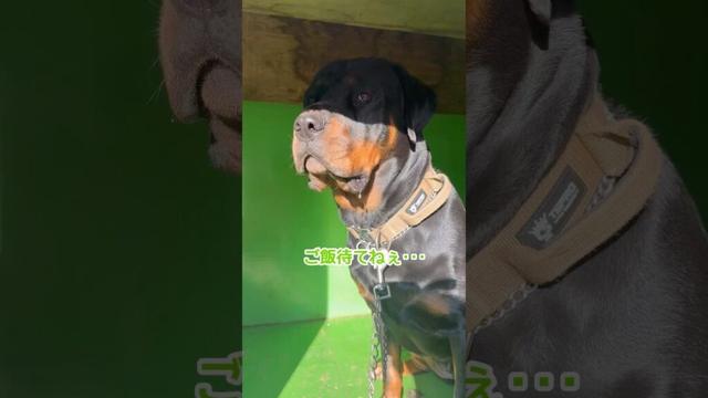 大型犬の滝ヨダレ🤤 #多頭飼い #ロットワイラー #rottweiler #大型犬