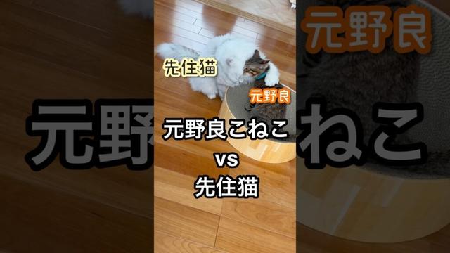 格上が毛づくろいするらしい　　#ペルシャ#チンチラ#猫#ねこ #猫のいる暮らし #癒し #いやし#cat  #ふわふわ #野良猫 #キジトラ