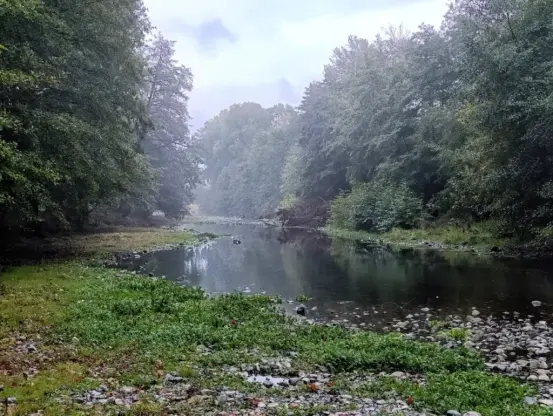 Un petit fleuve étroit, le Vidourle, bordé d’une végétation dense. Les arbres, couverts de feuillage, forment une voûte naturelle de part et d’autre de l’eau. Le ciel est gris et voilé, et une brume légère adoucit les contours à l’arrière-plan. Le sol en bordure du cours d’eau est parsemé de galets, d’herbes humides et de petites zones de mousse.