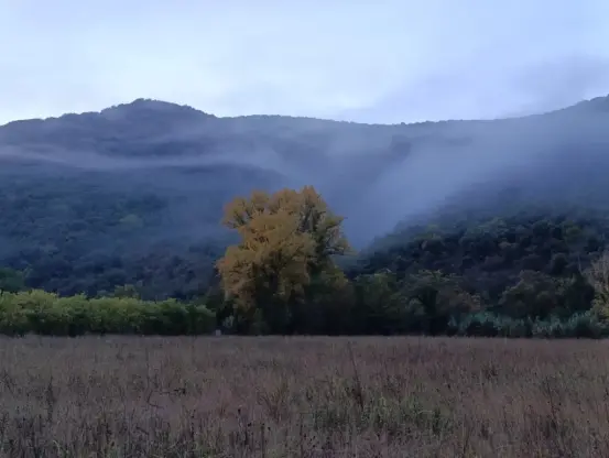 Photo prise au pied d'un petit massif karstique. Au premier plan, un champ à l'herbe sèche. Plus loin, un bel arbre isolé aux feuilles dorées, puis le massif voilé d'une légère brume matinale.